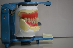 義歯(入れ歯）21